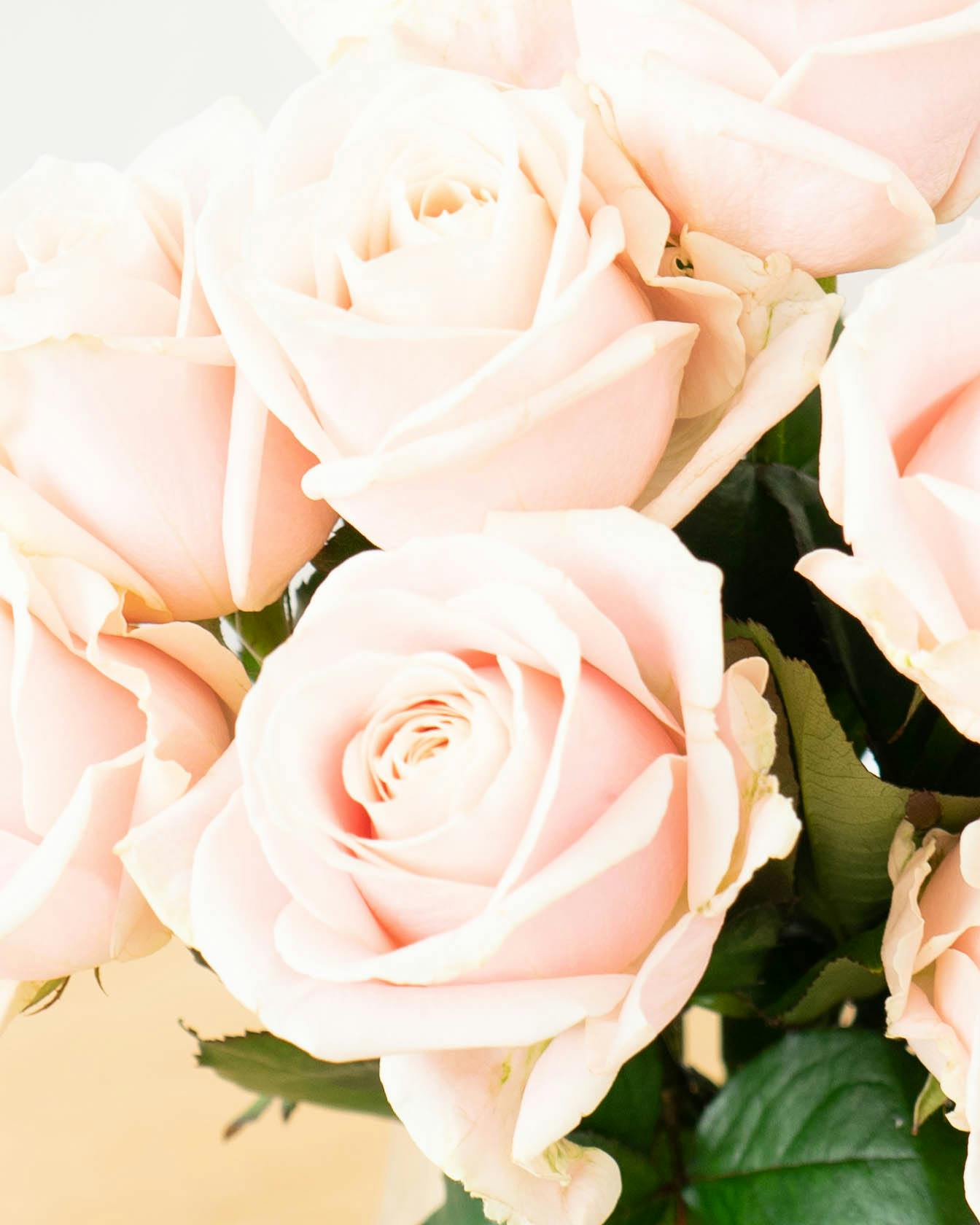 産地直送 バラ スイートアバランチェ 12本束／滋賀 國枝バラ園からお