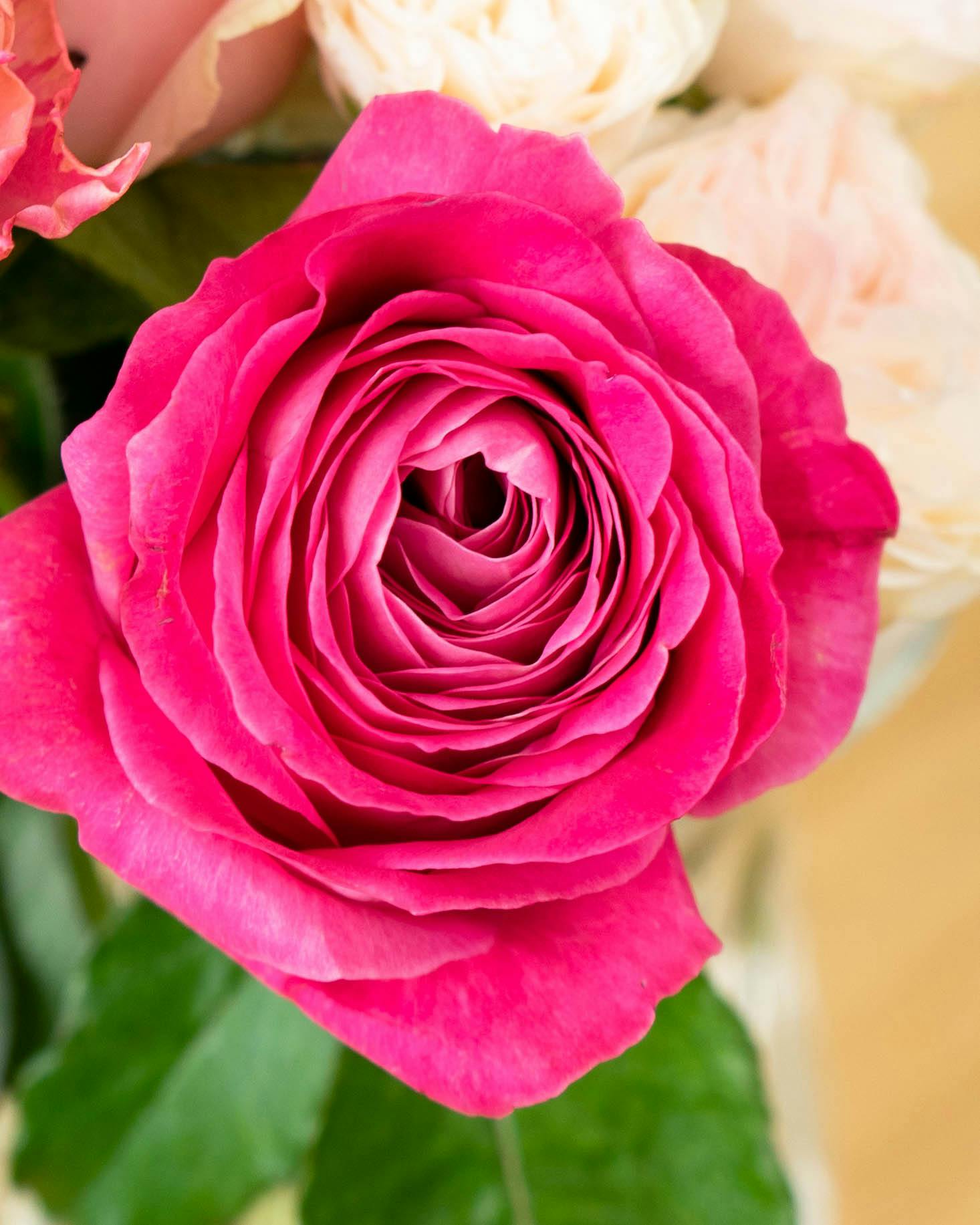 産地直送 バラ ピンクミックス 6本束／滋賀 國枝バラ園からお届け