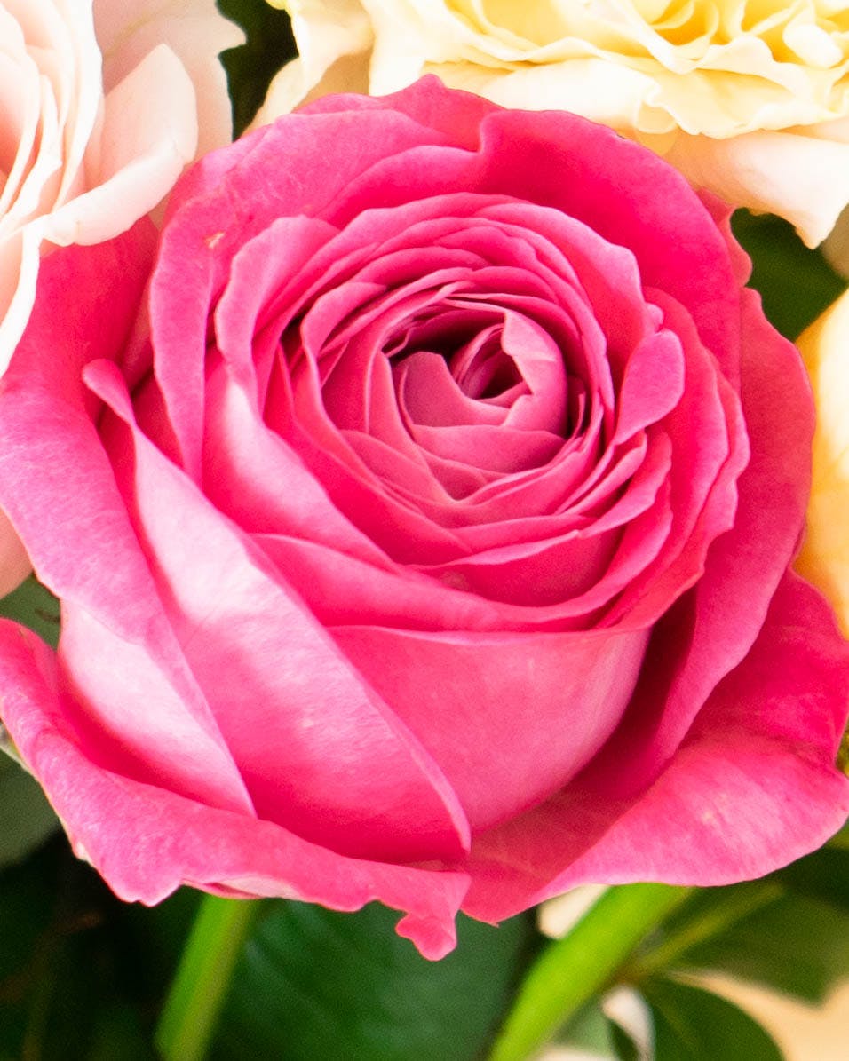 産地直送 バラ カラフルミックス 12本束／滋賀 國枝バラ園からお届け