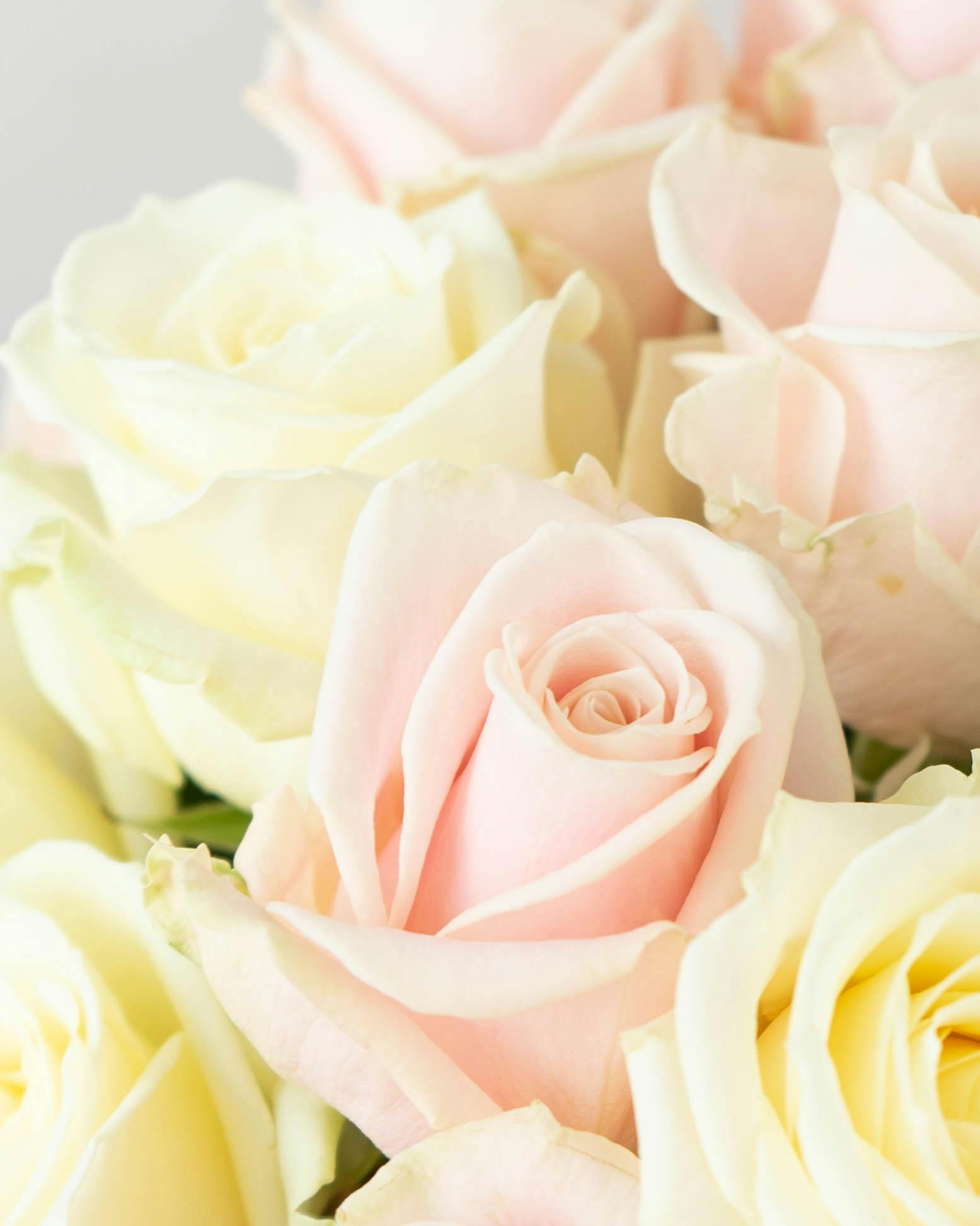 産地直送 バラ アバランチェミックス 12本束／滋賀 國枝バラ園からお