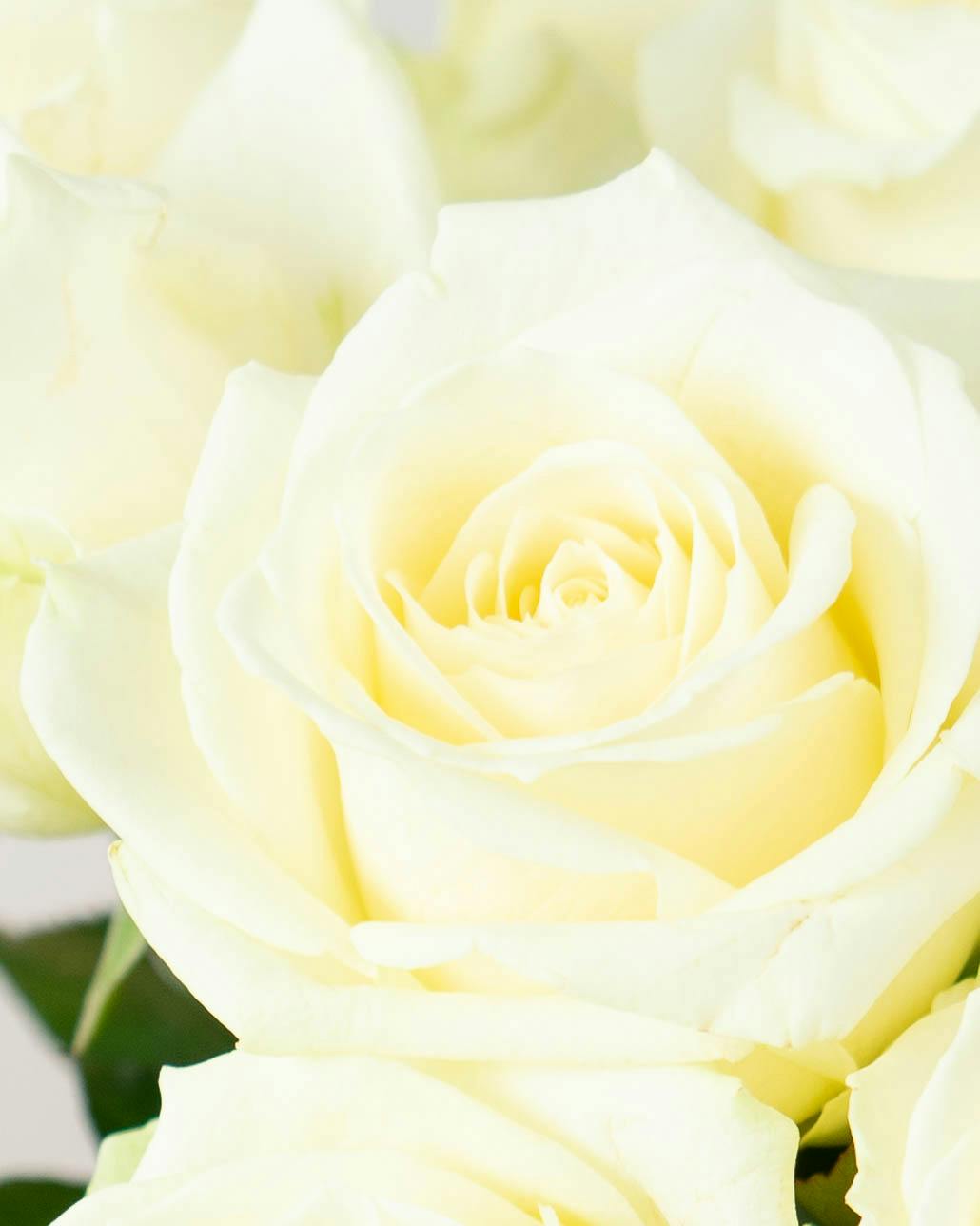 産地直送 バラ アバランチェ 12本束／滋賀 國枝バラ園からお届け