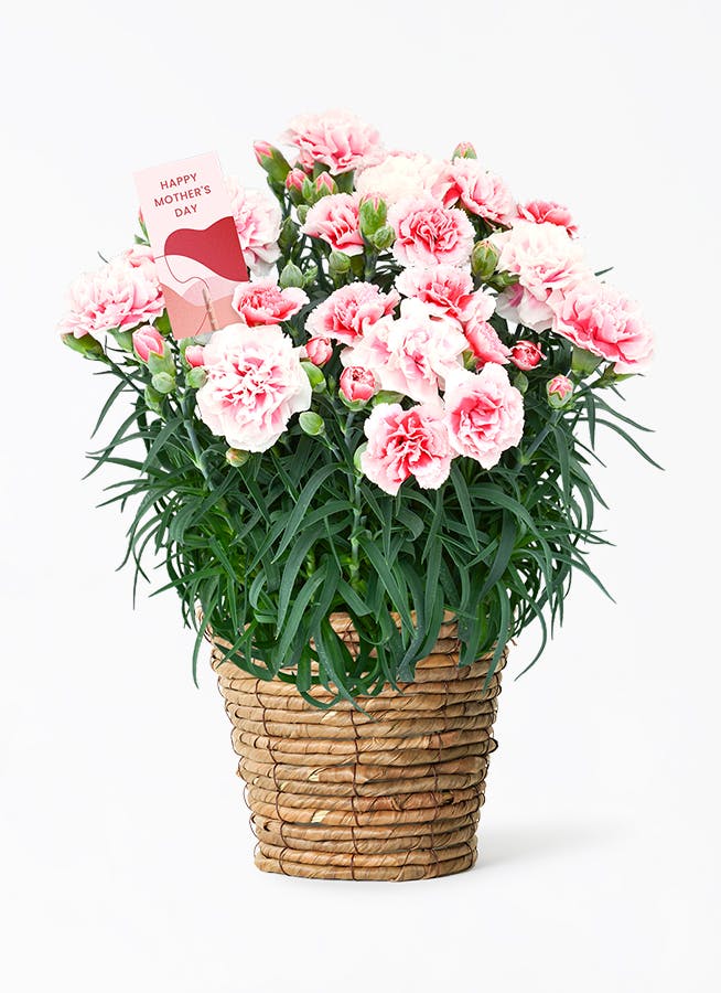 母の日】カーネーション 鉢植えのお花 ピンクエクレア ブラウン 