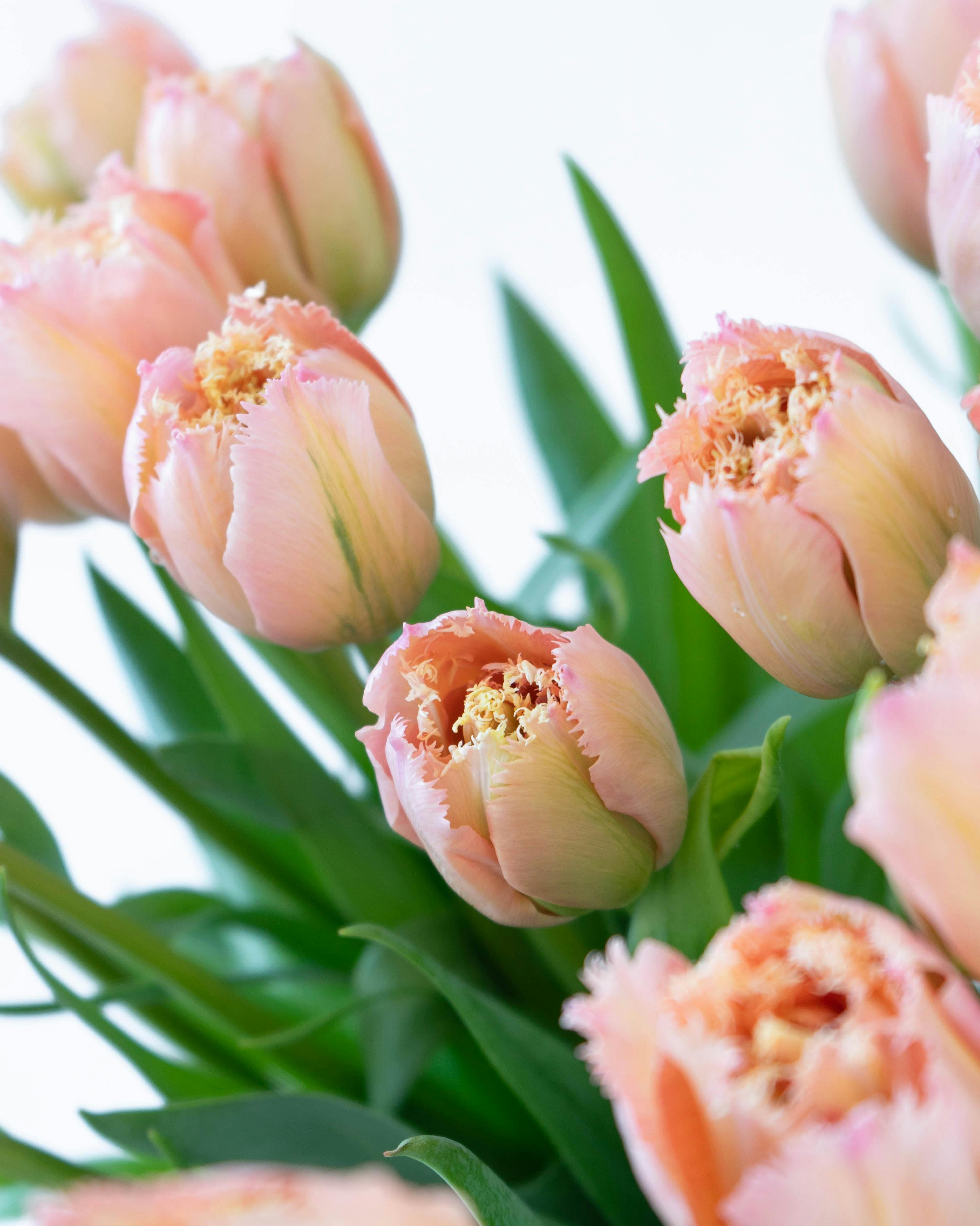 産地直送 チューリップ花束 ピンクマジック（20本入り）／富山 富山県