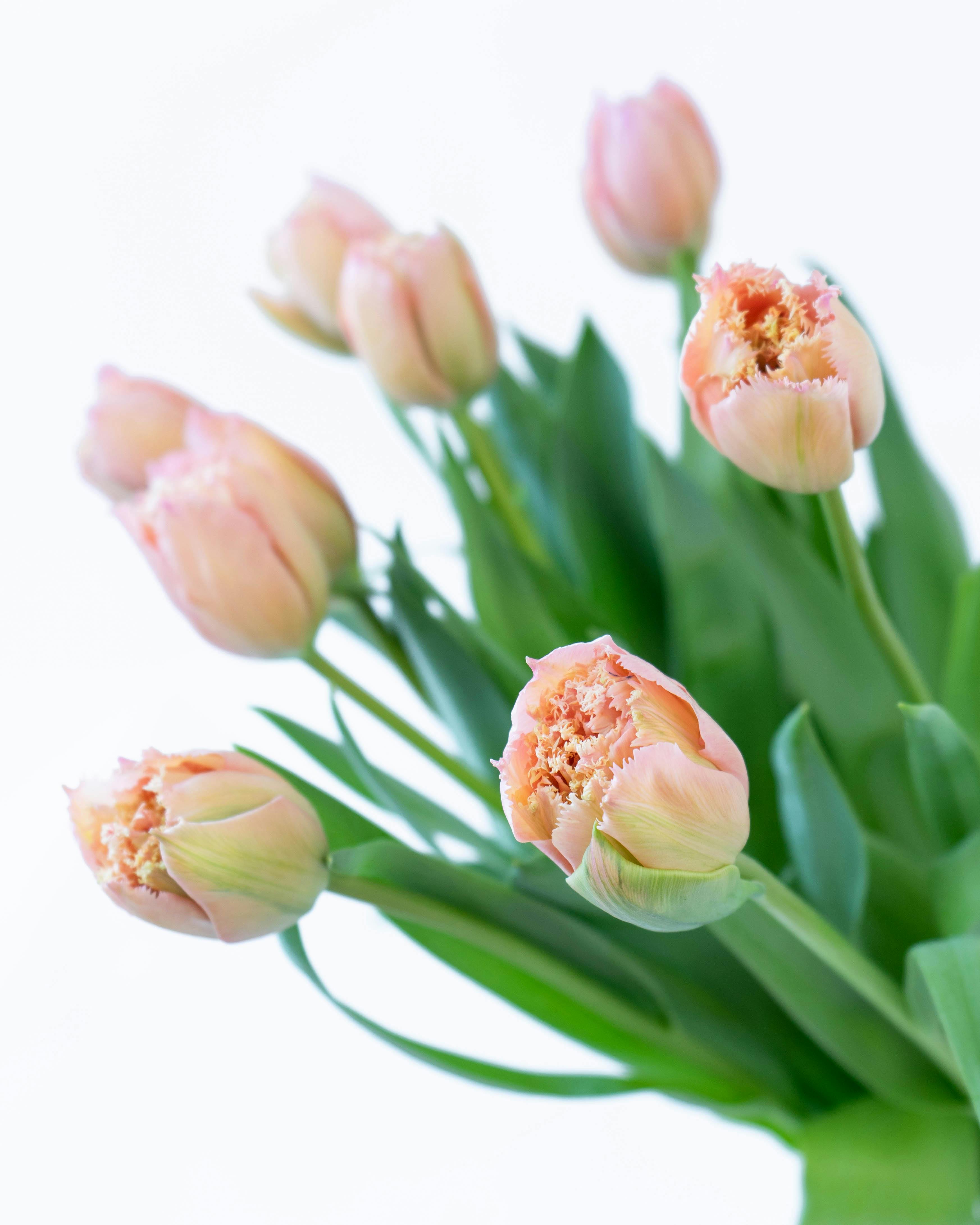 産地直送 チューリップ花束 ピンクマジック（10本入り）／富山 富山県