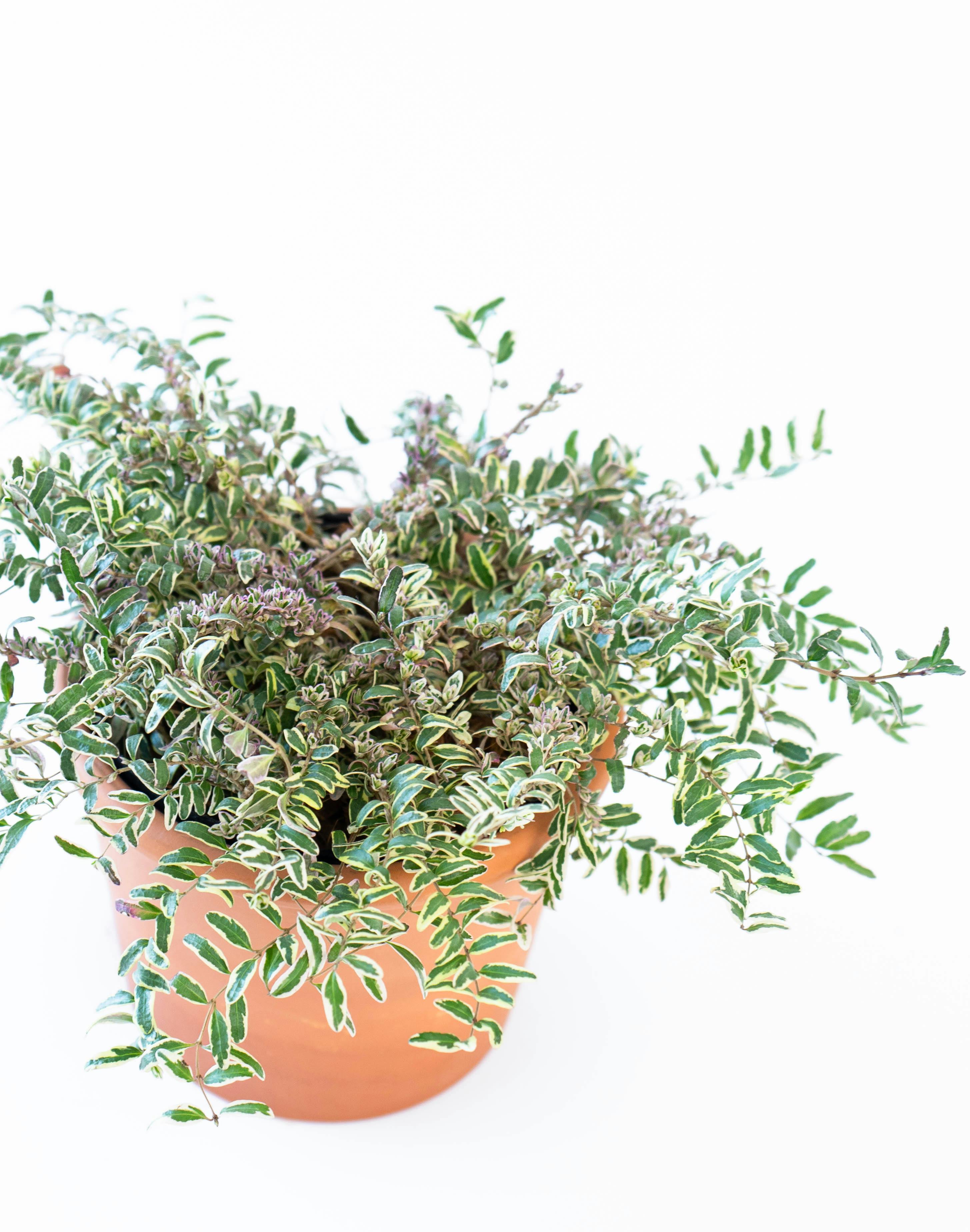 産地直送 鉢植え 庭木 ロニセラ ブラウンマジック 5号 陶器鉢