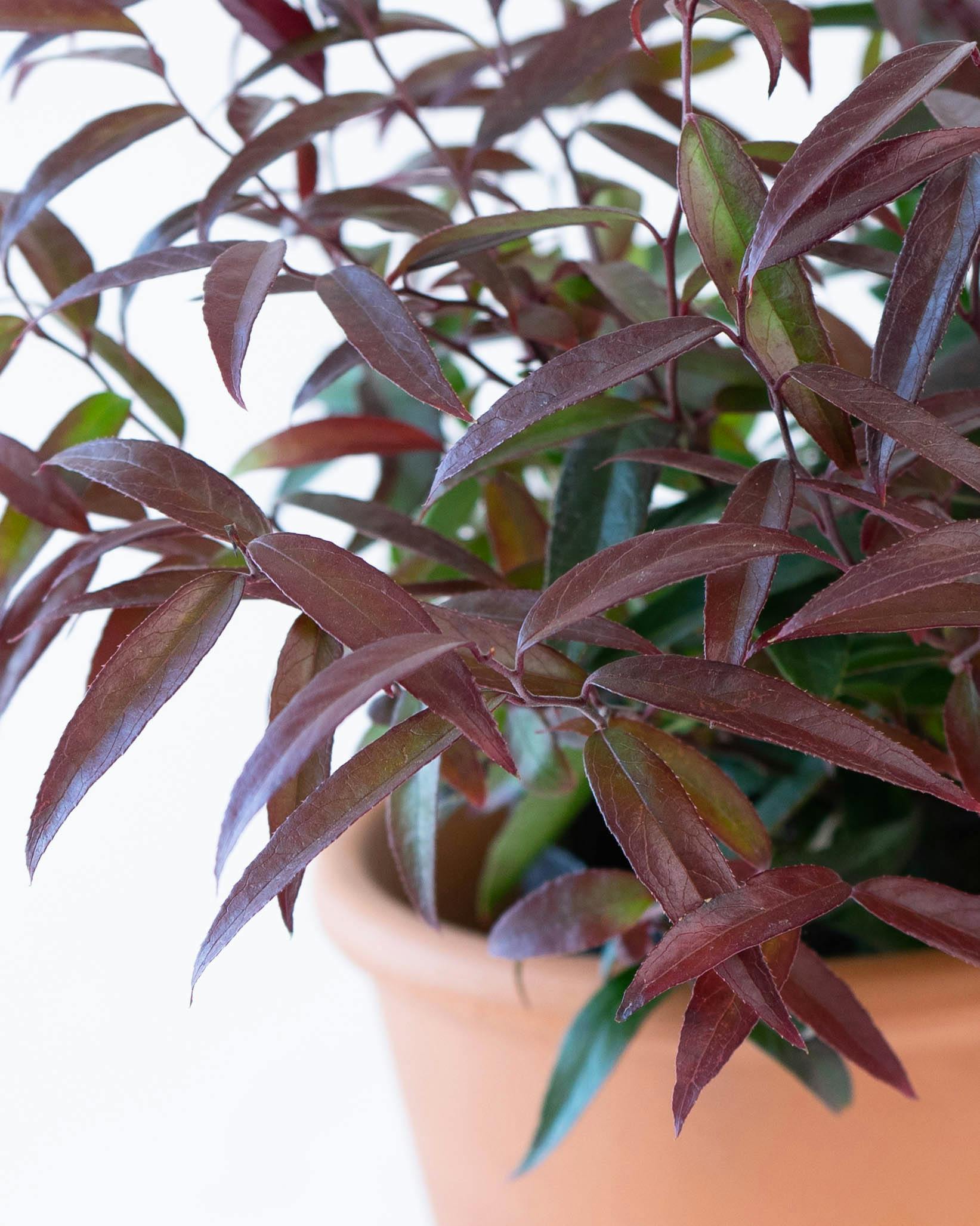 産地直送 鉢植え 庭木 ルコテー バーニングラブ 5号 陶器鉢