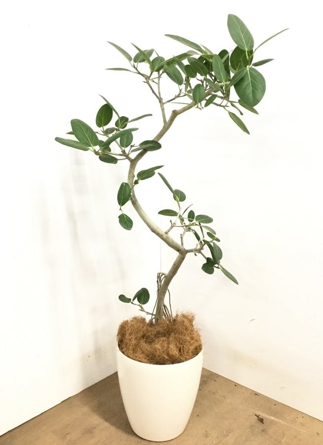 観葉植物 130cm フィカス ベンガレンシス 8号 観葉植物ならhitohana ひとはな 観葉植物 130cm フィカス ベンガレンシス 8号 観葉植物ならhitohana ひとはな