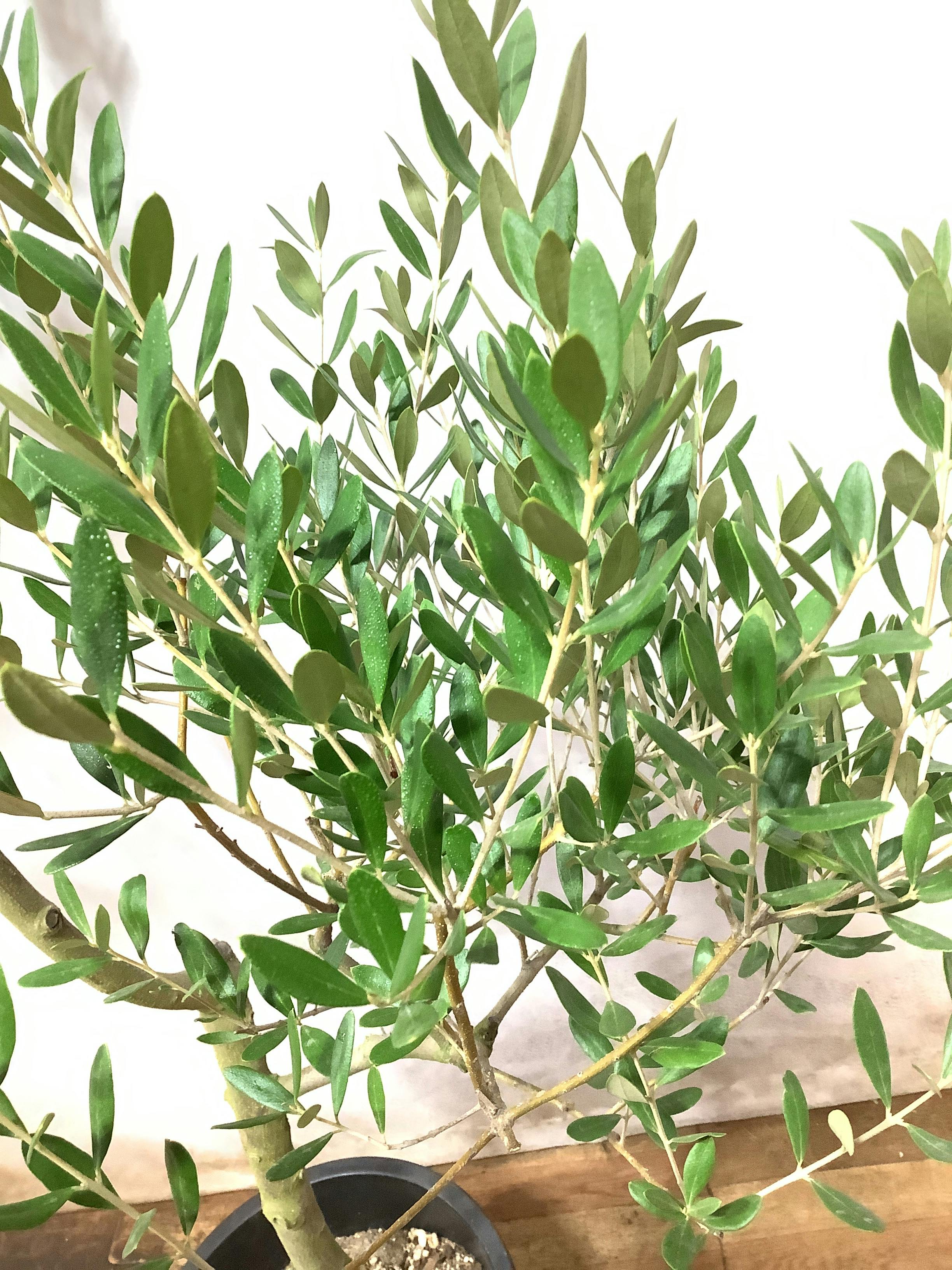 観葉植物 オリーブの木【148cm】オリーブの木 9号 創樹 ネバディロ ...