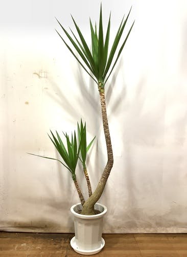 観葉植物 ユッカ 7号 寄せ植え 角陶器 | 観葉植物ならHitoHana(ひとはな)