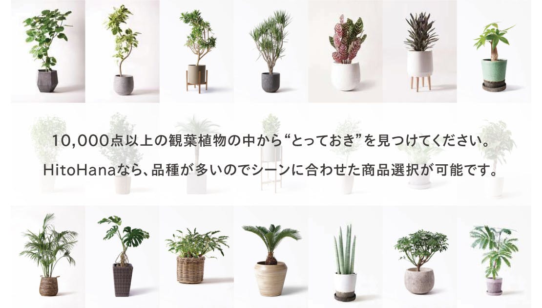 観葉植物の通販 | HitoHana（ひとはな）