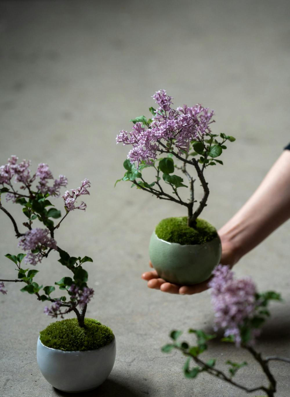 ライラック センセーション苗木 【公式通販】