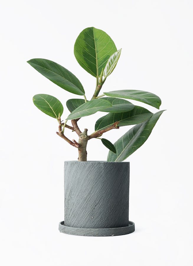 フィカス アルテシーマ 4号 | 観葉植物 | インテリアやギフトに