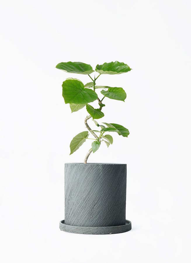 ficus-umbellata-1025_1.jpg