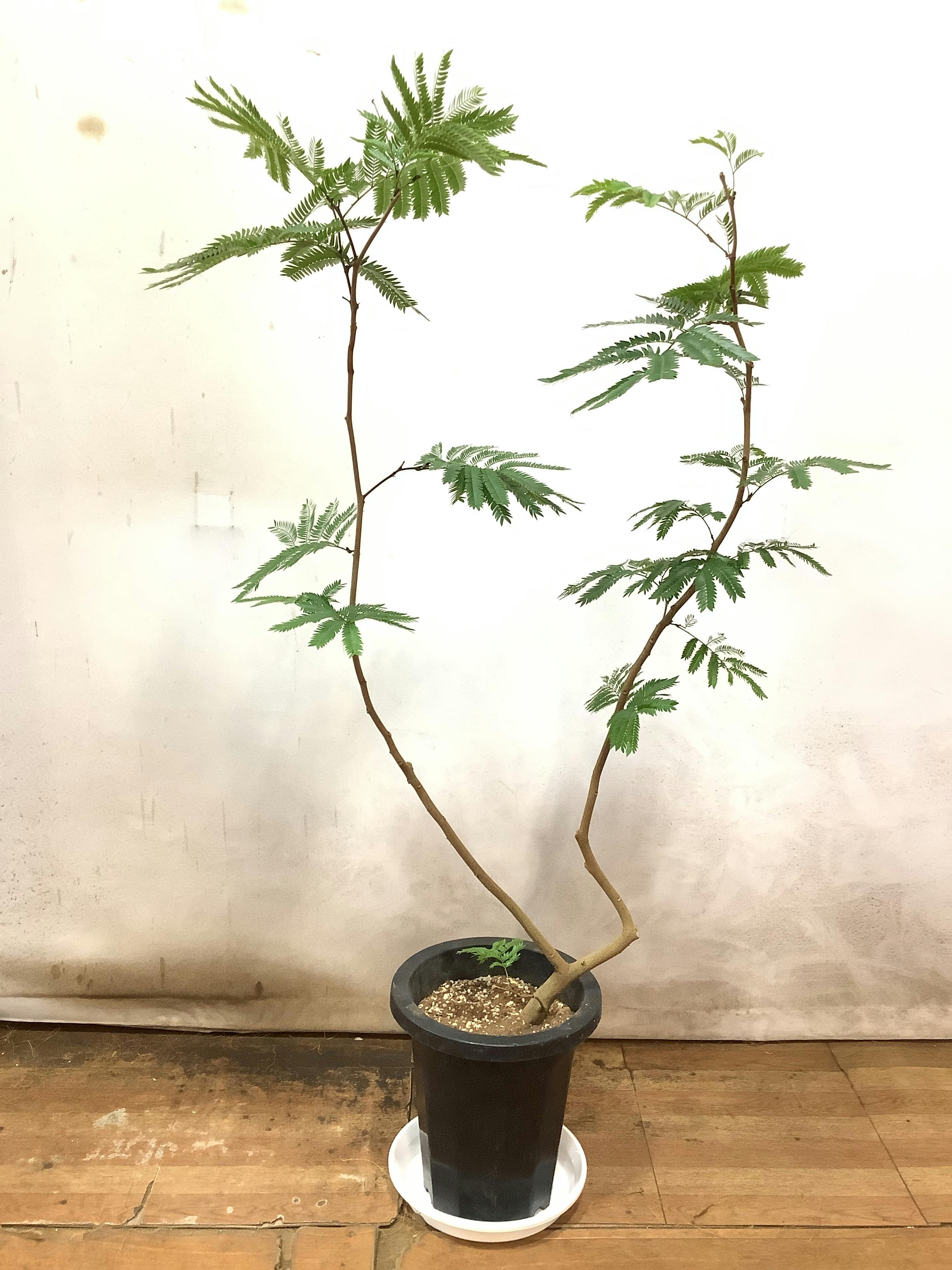 観葉植物 エバーフレッシュ 【120cm】エバーフレッシュ 8号 ...