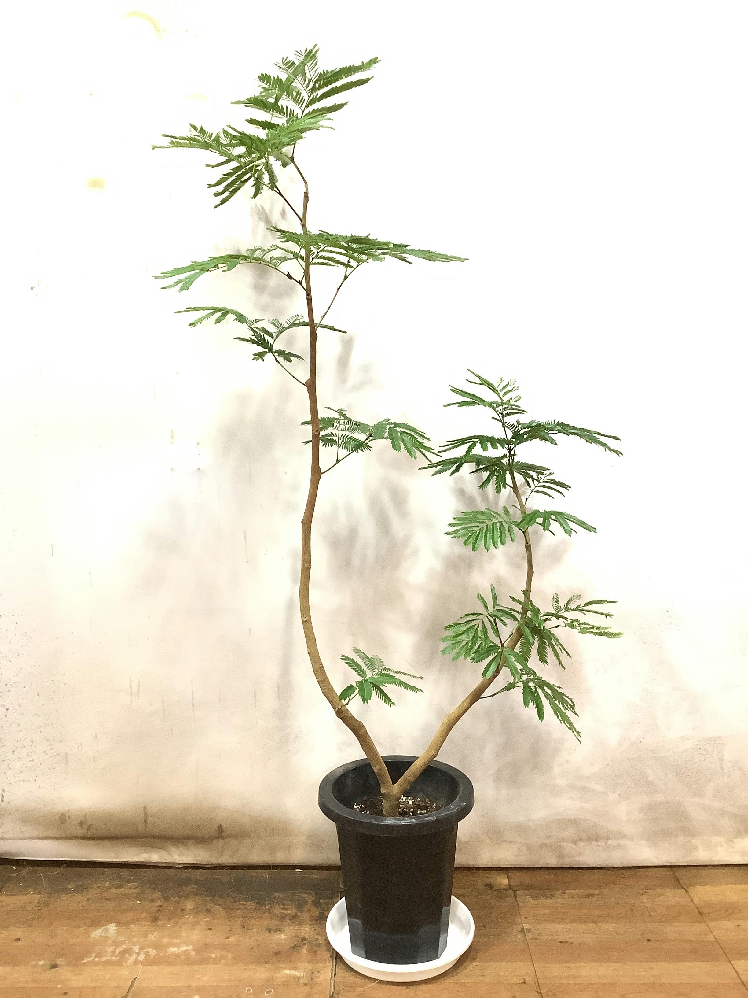 エバーフレッシュ | 観葉植物の通販ならHitoHana（ひとはな）