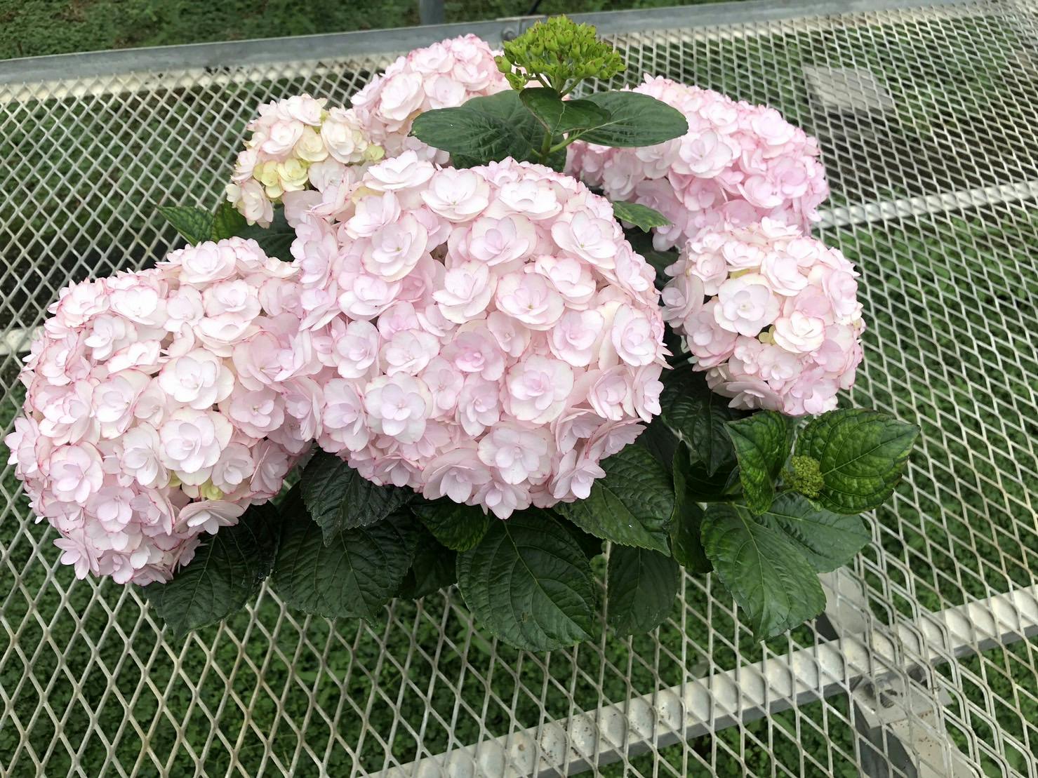 母の日】産地直送 あじさい 鉢植えのお花 アンジュノワール 5号 ブラウンバスケット／群馬 久保田花園からお届け |  鉢植えのお花ならHitoHana(ひとはな)