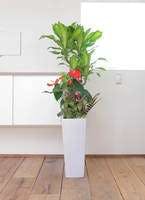 観葉植物 ドラセナ 幸福の木 8号 寄せ植え 角高陶器