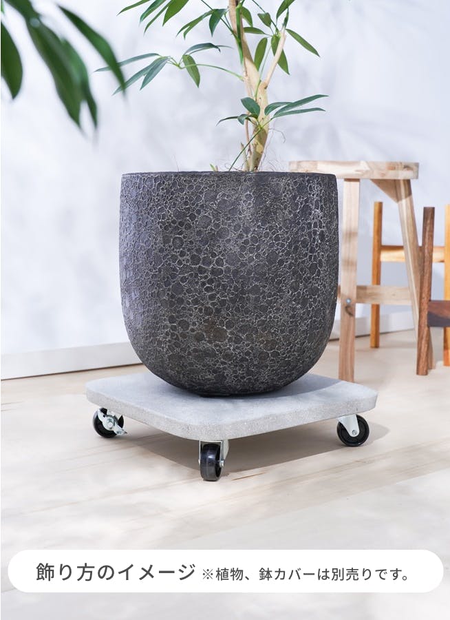 アフリカンプリンス 樹の高さ70cm アフリカンプリンス 樹の高さ70cm 花