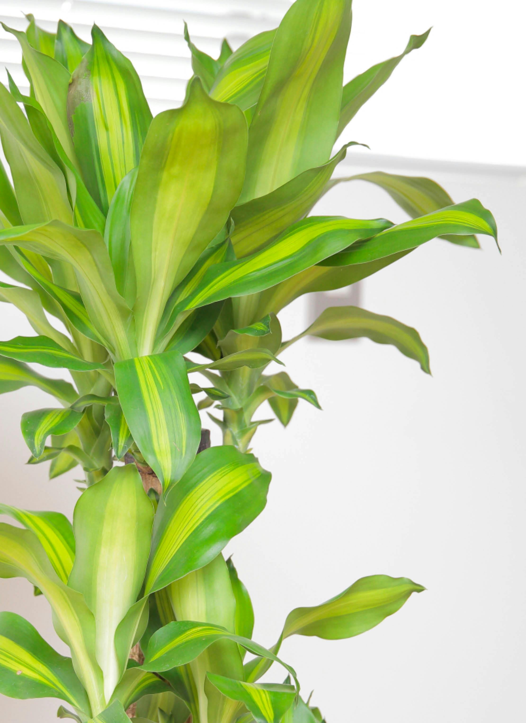 【ちぃ⚠東京追加有り】香りも魅力な幸福の木♪ドラセナマッサンゲアナ10号③ ちぃ様専用⚠東京追加有り】香りも魅力な幸福の木♪ドラセナ