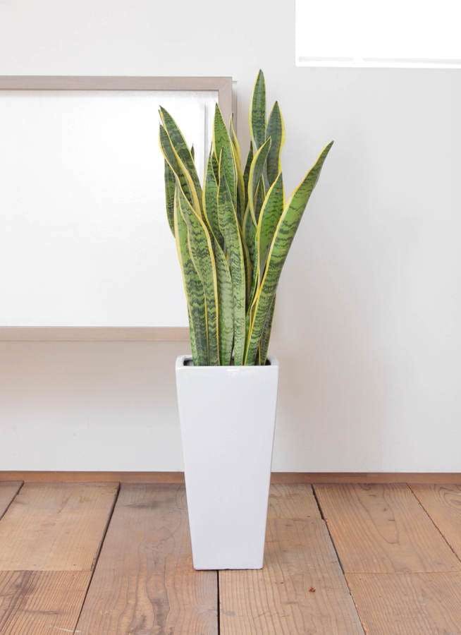 観葉植物 サンスベリア 7号 トラノオ 角高陶器 観葉植物ならhitohana ひとはな 観葉植物 サンスベリア 7号 トラノオ 角高陶器 観葉植物ならhitohana ひとはな