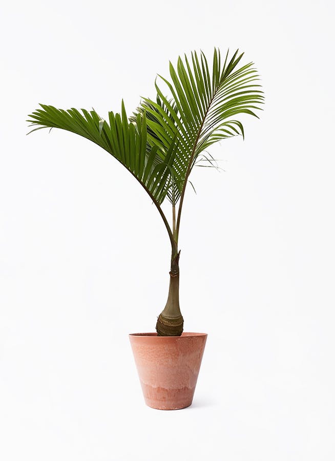 トックリヤシ | 観葉植物の通販ならHitoHana（ひとはな）