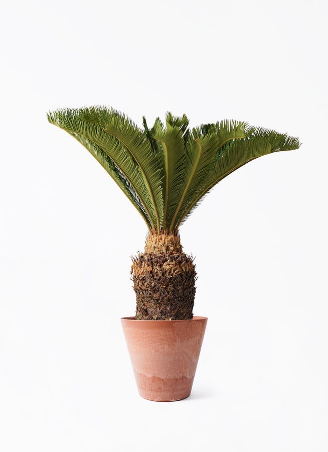 ソテツ 10号 | 観葉植物 | インテリアやギフトに - Hitohana