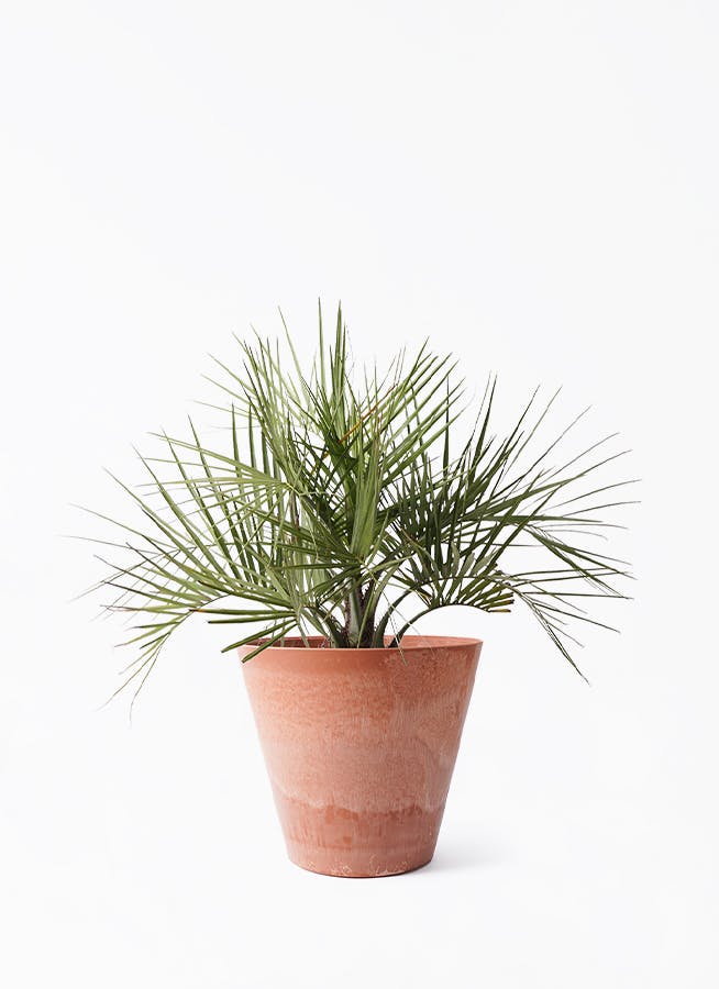 ココスヤシ 85cm 10号鉢⑥