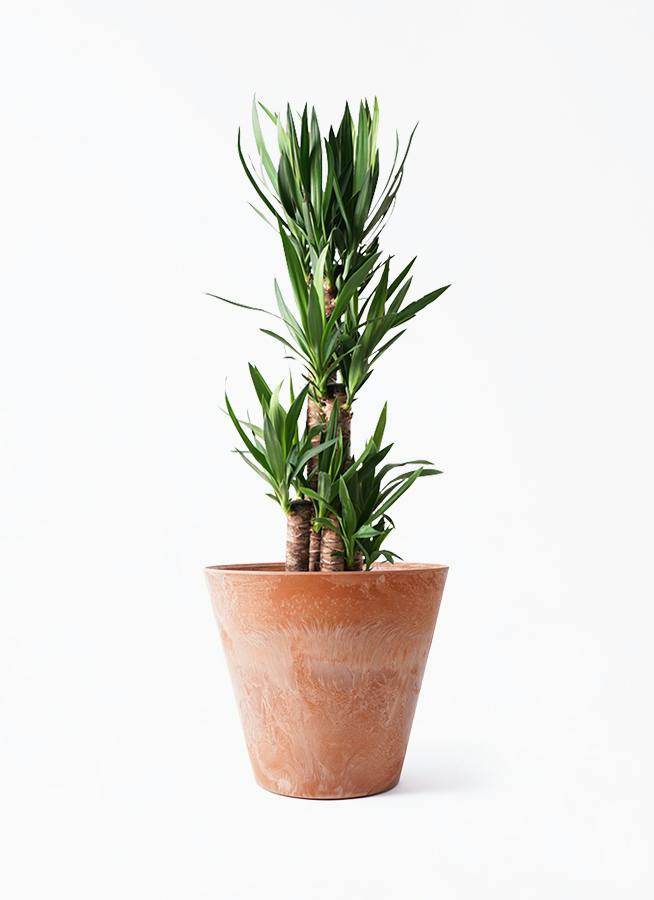 ユッカ（青年の木） | 観葉植物通販HitoHana（ひとはな）