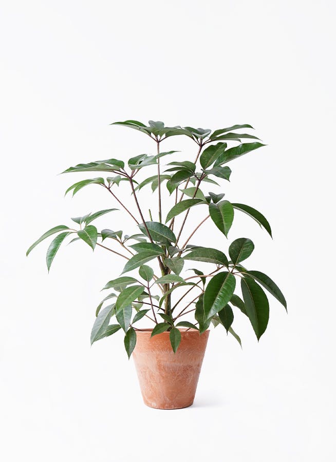 ツピダンサス 8号 | 観葉植物通販HitoHana(ひとはな)