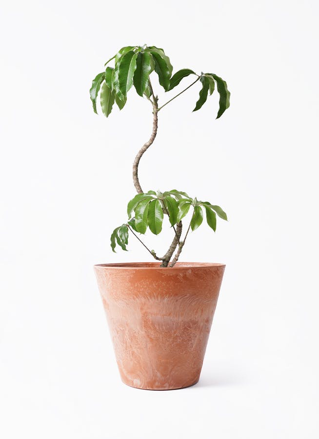 枝ぶりの美しさが際立つ、曲がり仕立てのツピダンサス.1.太幹曲がり仕立て 枝ぶりの美しさが際立つ、曲がり仕立てのツピダンサス.1.太幹曲がり