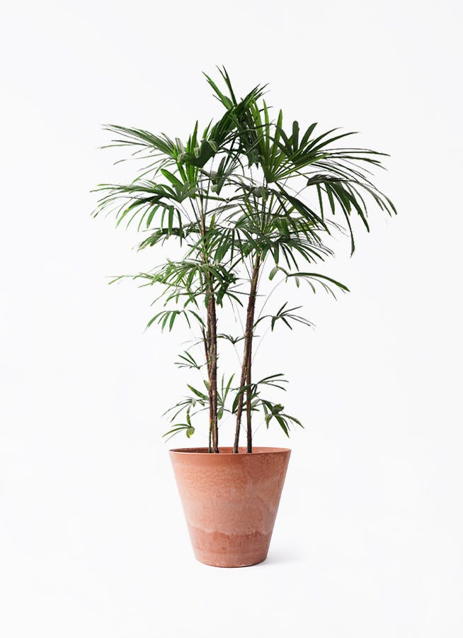 棕櫚竹　シュロチク シュロチク（棕櫚竹） | 観葉植物の通販ならHitoHana（ひとはな）