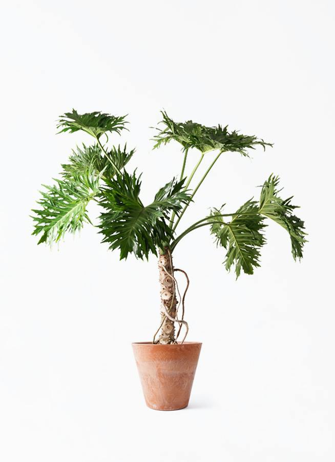 観葉植物 フィロデンドロン 8号 セローム ヒトデカズラ 根あがり