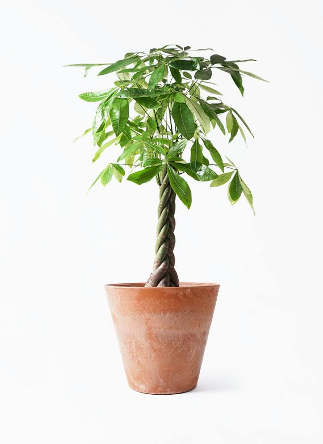 観葉植物 パキラ 8号陶器鉢 ねじりタイプ 110センチ 写真現物 観葉植物 パキラ 8号 ねじり アートストーン ラウンド TERRA 付き