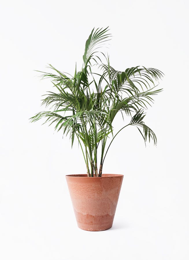 ケンチャヤシ | 観葉植物の通販ならHitoHana（ひとはな）