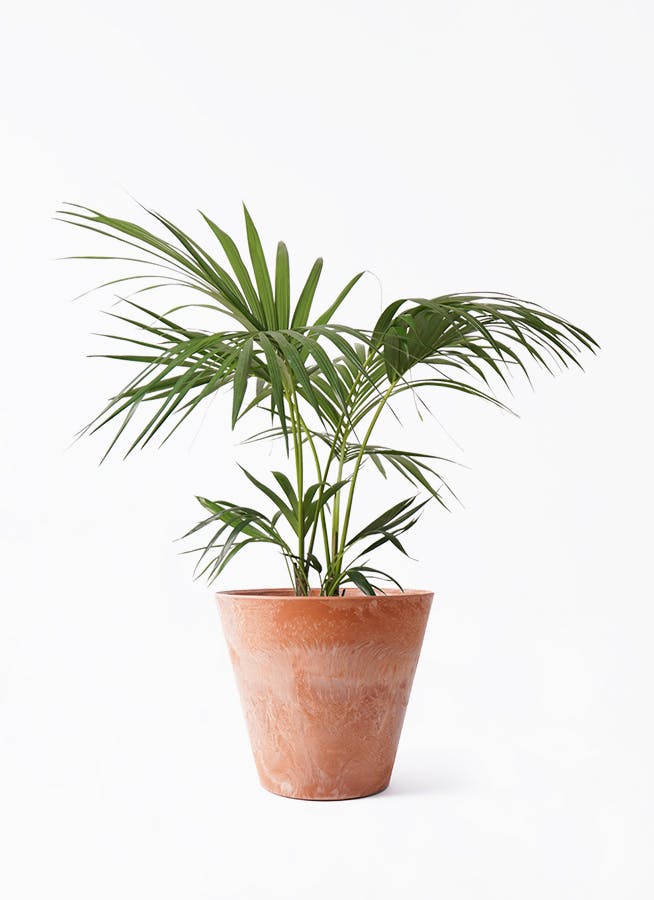 ケンチャヤシ 8号 | 観葉植物の通販ならHitoHana（ひとはな）