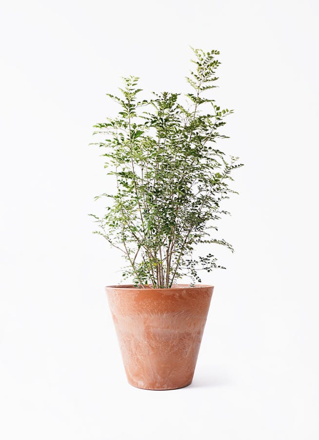 観葉植物 ガジュマル 8号 パンダ 朴仕立て アートストーン