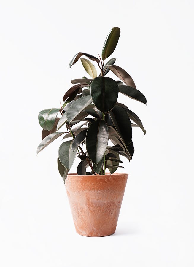 フィカス バーガンディ | 観葉植物の通販ならHitoHana（ひとはな）