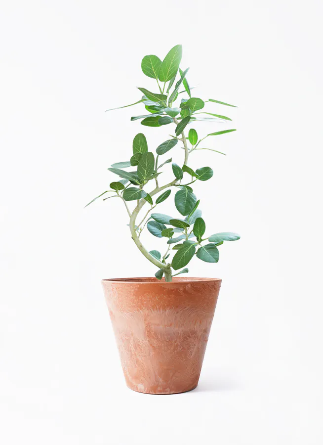 フィカス ベンガレンシス | 観葉植物の通販ならHitoHana