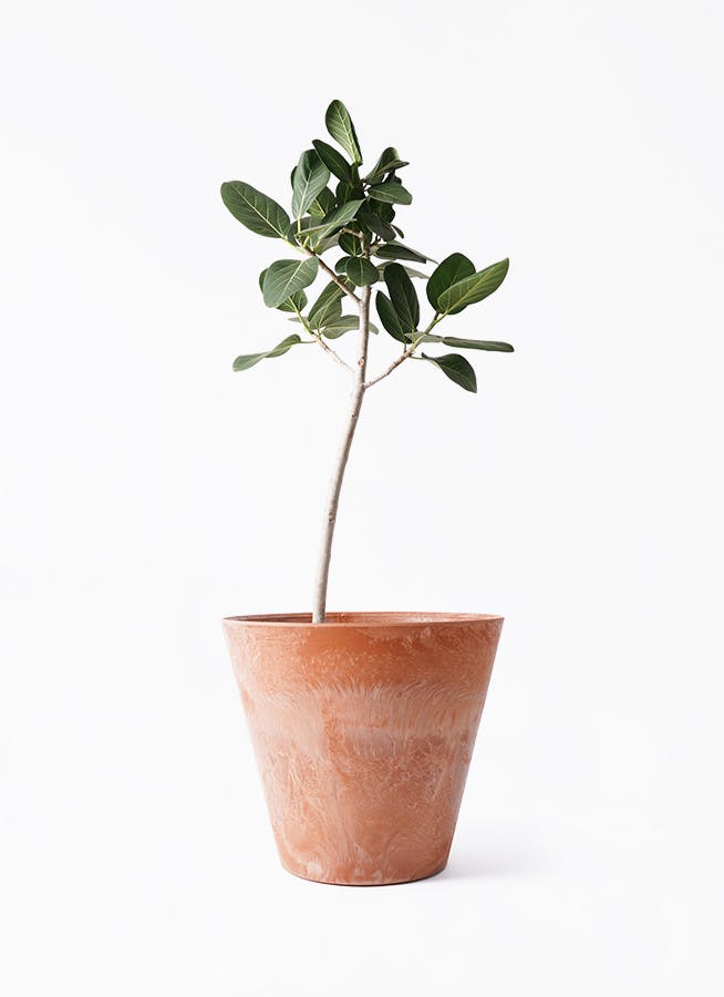観葉植物 フィカス ベンガレンシス 8号 ストレート アート