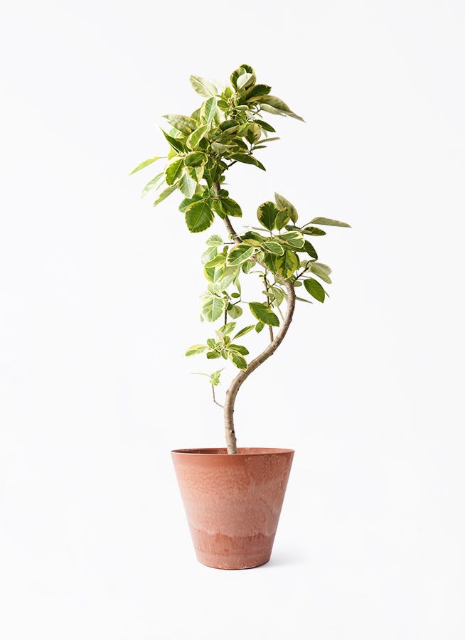 フィカス アルテシーマ | 観葉植物通販 HitoHana