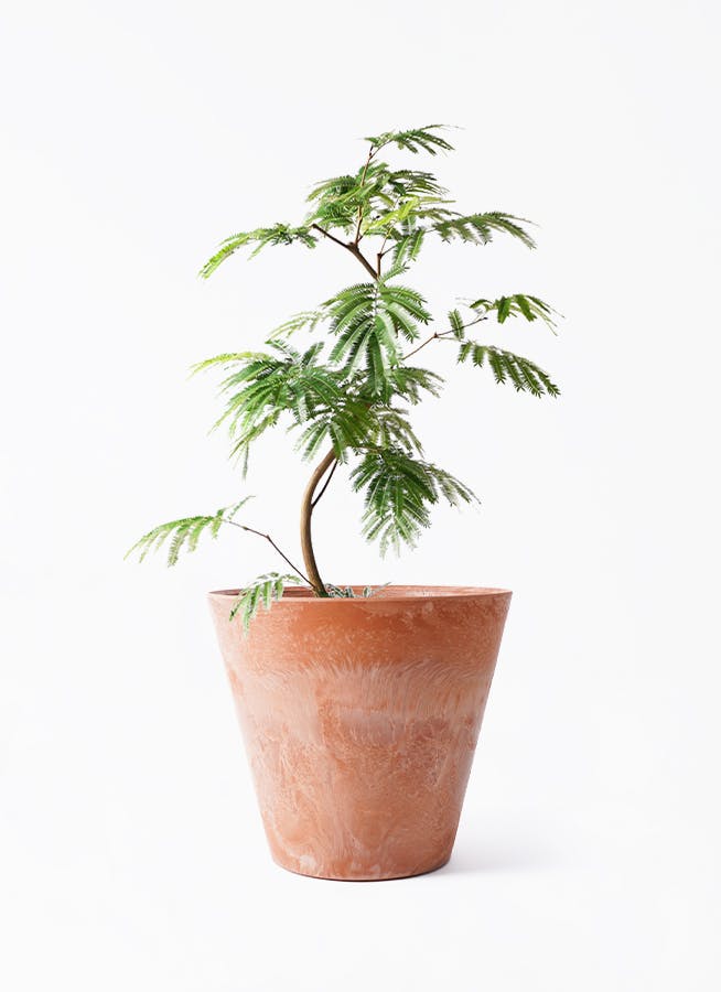 エバーフレッシュ 8号 曲がり | HitoHana（ひとはな）