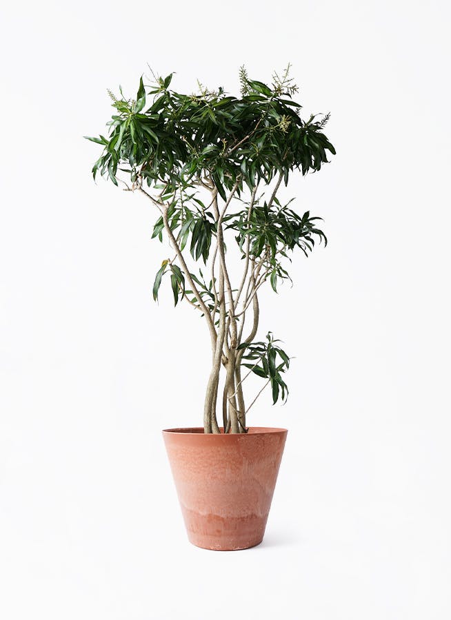 観葉植物 ドラセナ ソング オブ ジャマイカ 10号 アートストーン