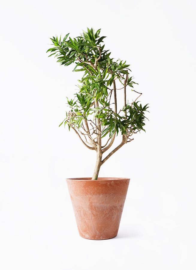 観葉植物 約180cm ドラセナ・ジャマイカ ドラセナ ソング オブ ジャマイカ | 観葉植物 | インテリアや