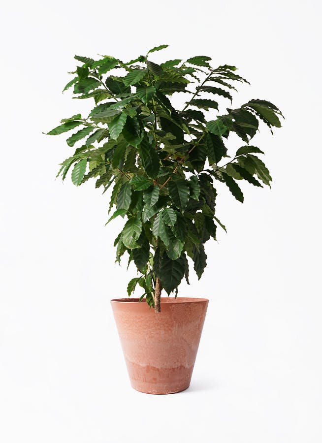 コーヒーの木 10号 | 観葉植物 | 送料無料でお届け - Hitohana（ひとはな）