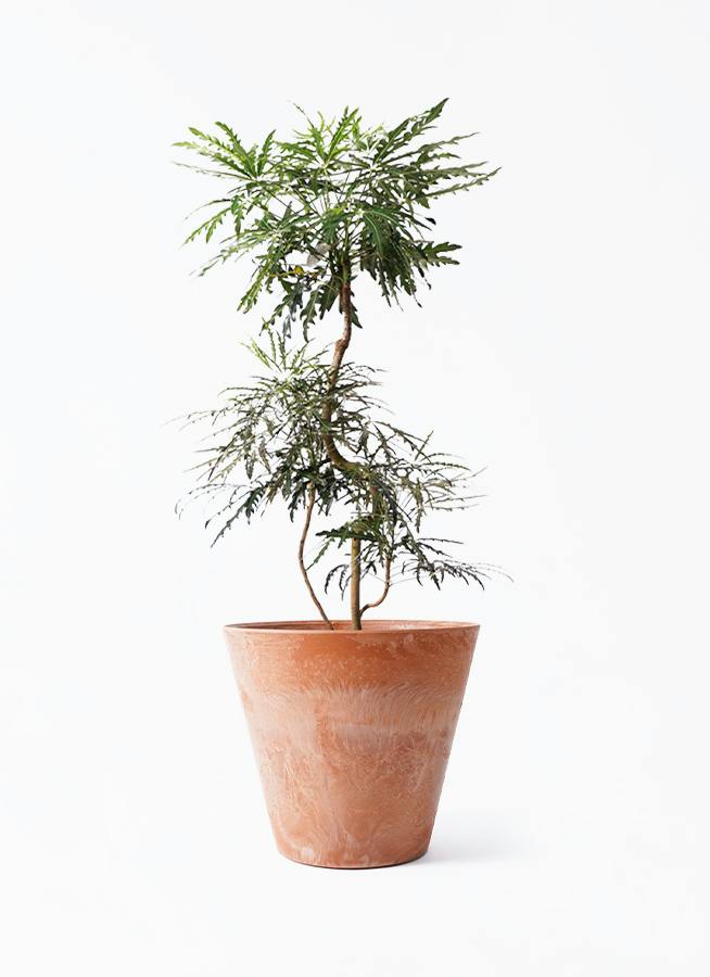 グリーンアラレア 8号 | 観葉植物通販HitoHana(ひとはな)
