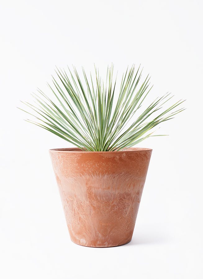 観葉植物 ユッカ 8号 ロストラータ アートストーン ラウンド TERRA