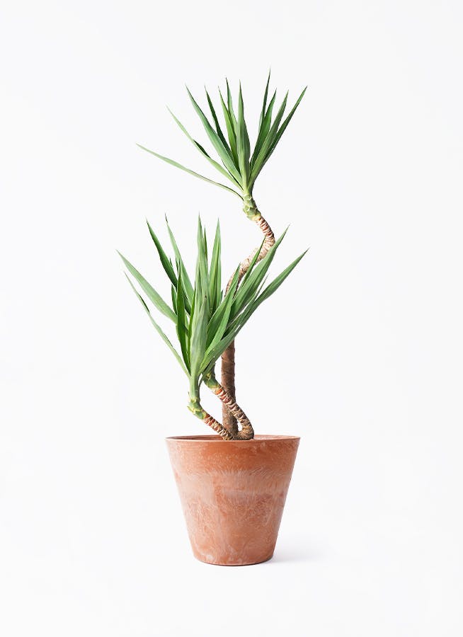 大きめ ユッカ 黒鉢付き 大きめ ユッカ 黒鉢付き 観葉植物・通販】ユッカ8号 黒