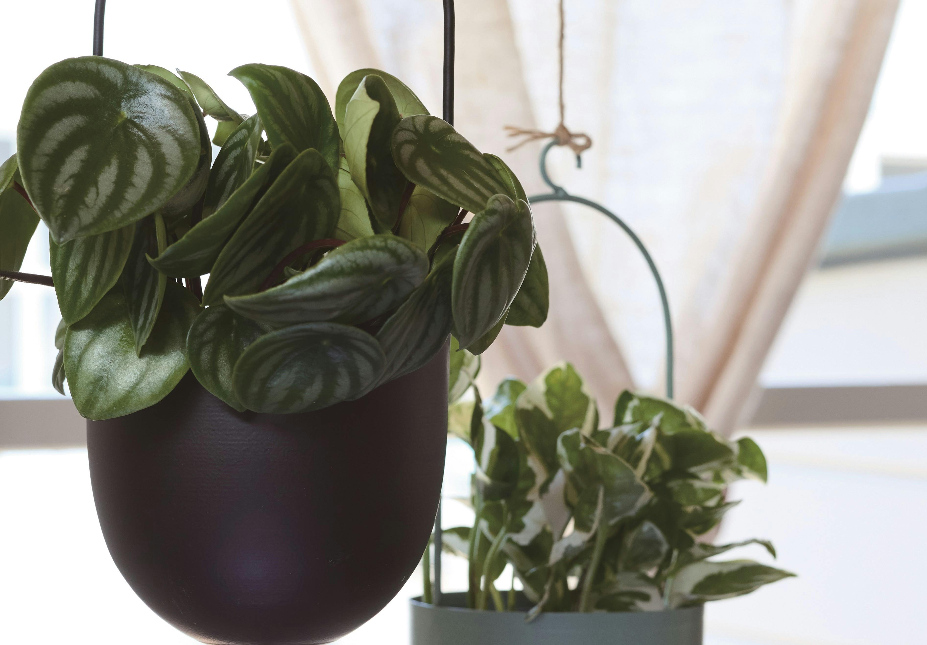 ハンギングプランツの育て方 | HitoHana（ひとはな）