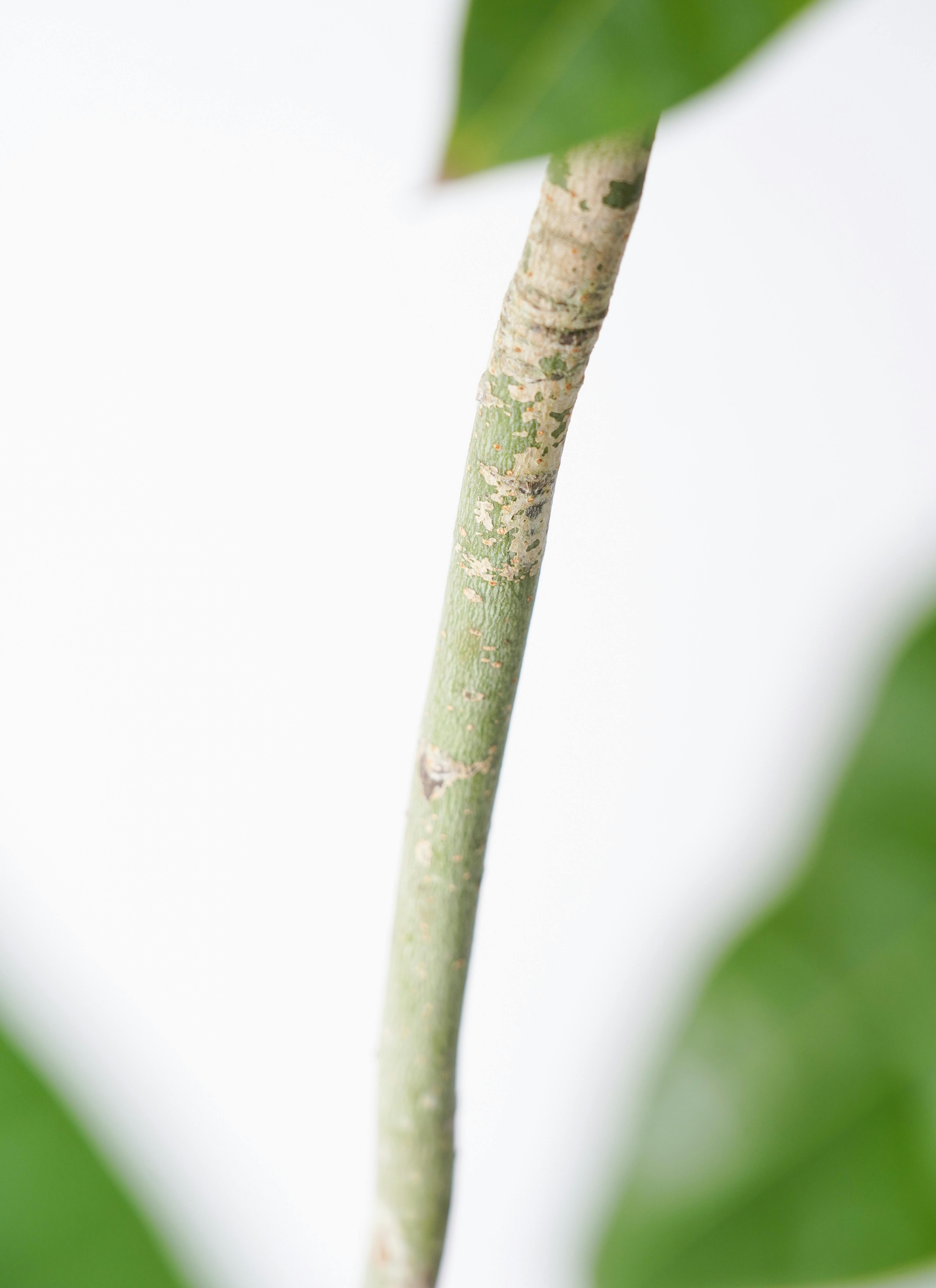 観葉植物 パキラ 7号 実生（みしょう） アイルエッグ ライトブルー