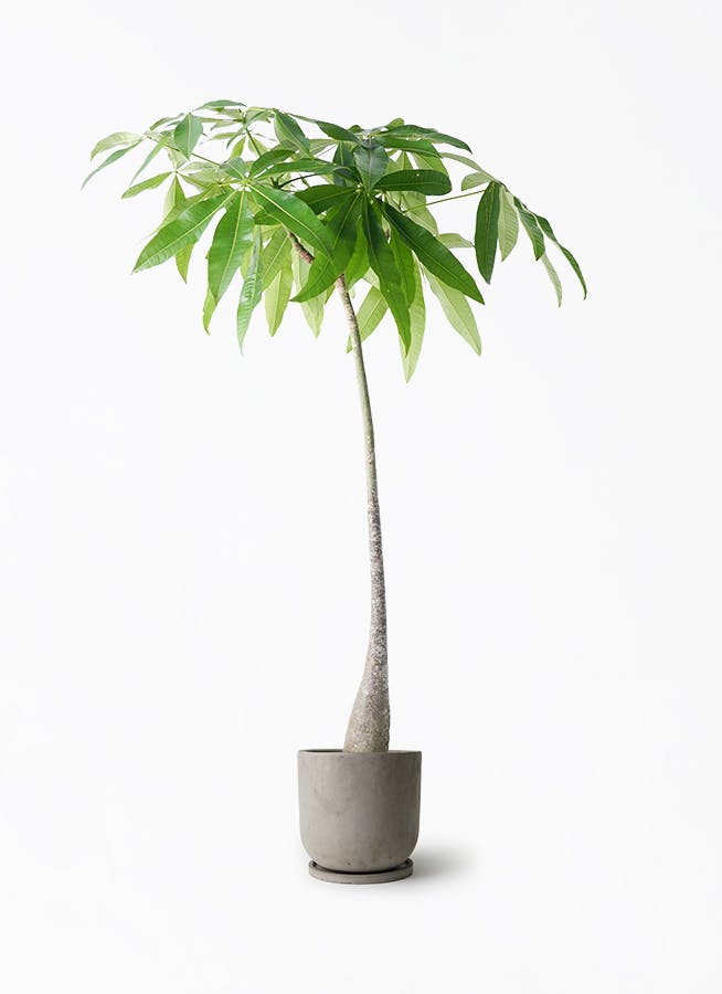 観葉植物 フィロデンドロン 7号 オージー（クッカバラ） セメント